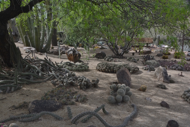 floor cacti